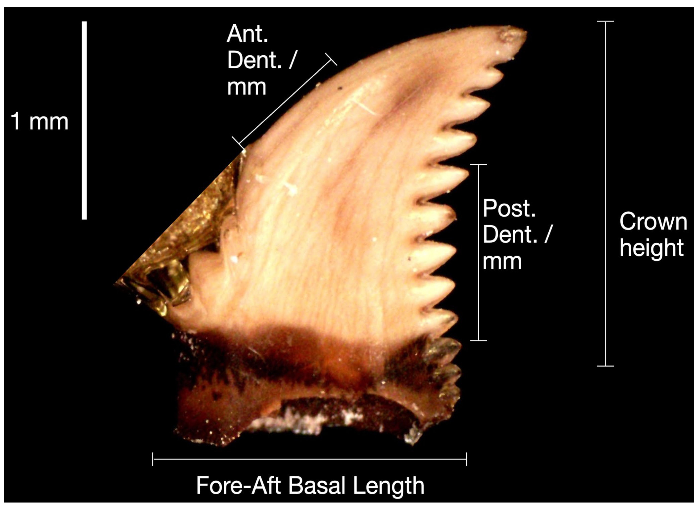 A Pectinodon bakkeri tooth with a one-millimeter scale and annotations marking its crown height, basal length, and serrations.